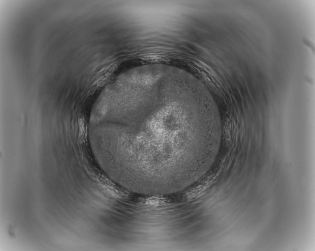 X0000096450420200802071816