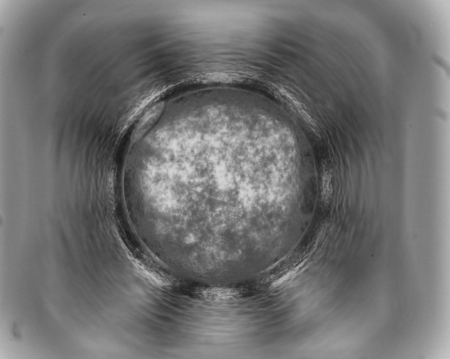 X0000096450444200802071815