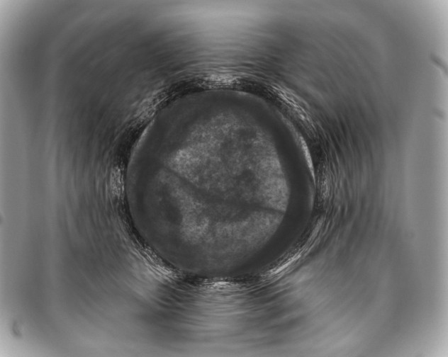 X0000096450467200802071815