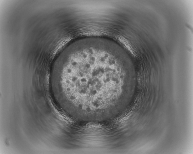 X0000096450491200802071815