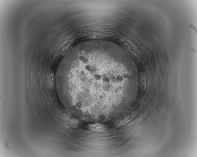 X0000096450511200802071814