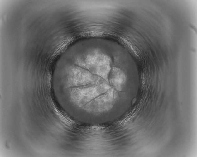 X0000096450542200802071814