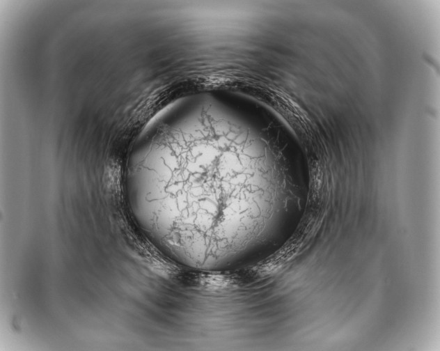 X0000096450565200802071814