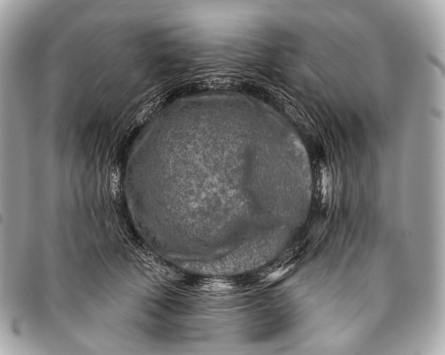 X0000096450610200802071813