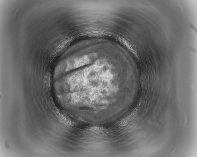 X0000096450637200802071812