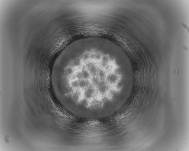 X0000096450642200802071812