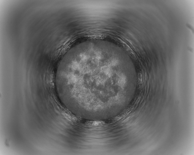 X0000096450663200802071813