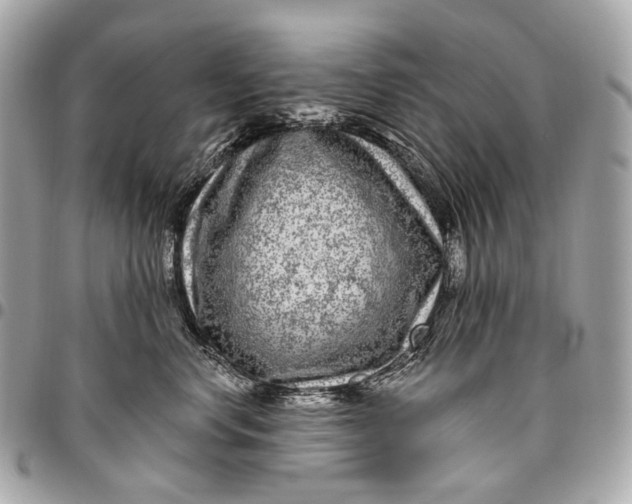 X0000096450668200802071813