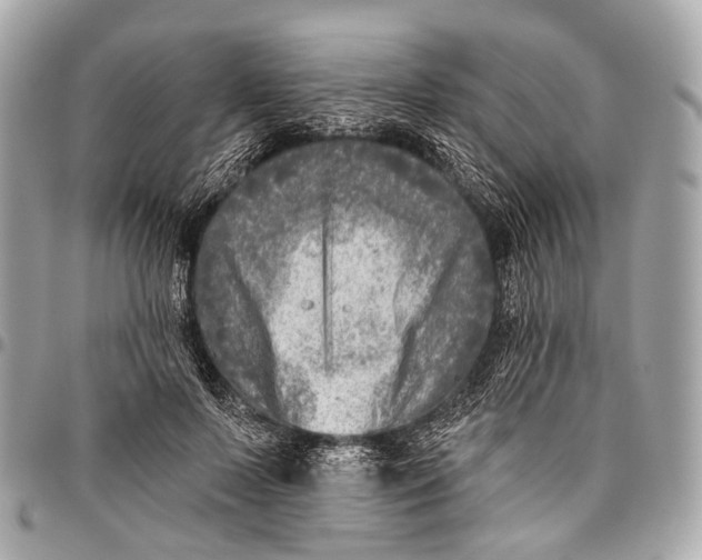 X0000096450695200802071812