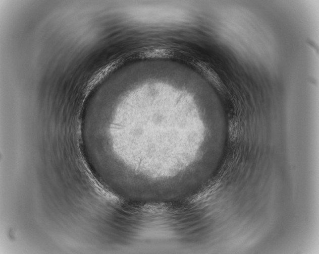 X0000096450725200802071811