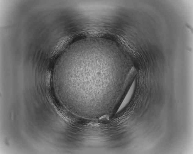 X0000096450742200802071811