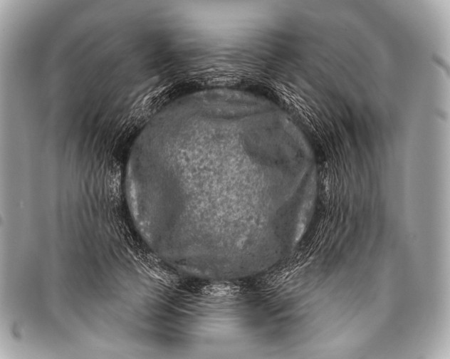 X0000096450745200802071811