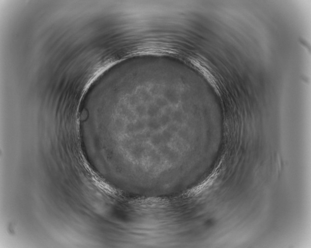 X0000096450779200802071810