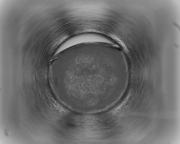 X0000096450785200802071810