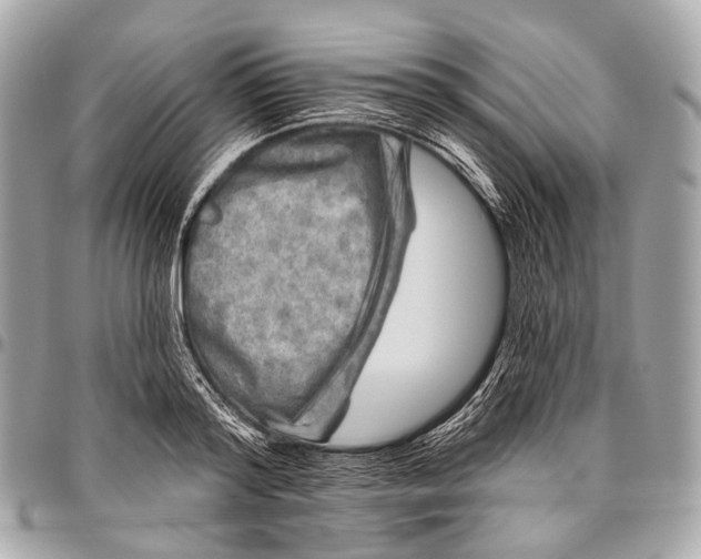 X0000096450796200802071810