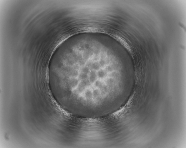 X0000096450839200802071809