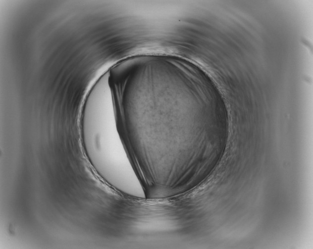 X0000096450864200802071810