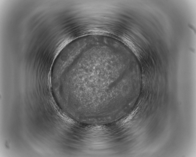 X0000096450891200802071808