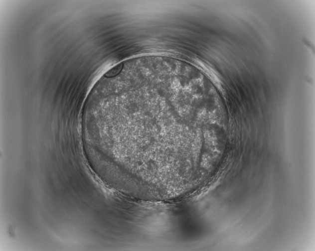 X0000096450907200802071808