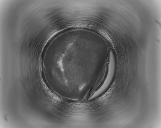 X0000096450984200802071807