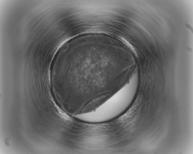 X0000096450988200802071807