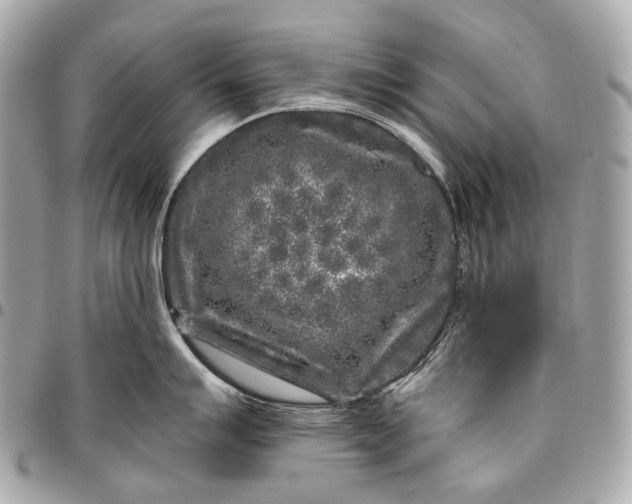 X0000096451007200802071807