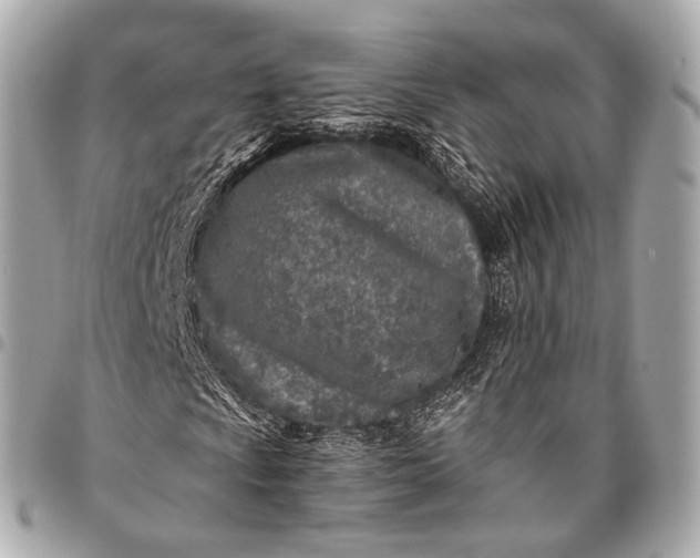 X0000096451009200802071806