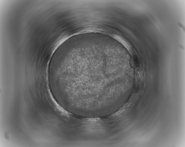 X0000096451055200802071807