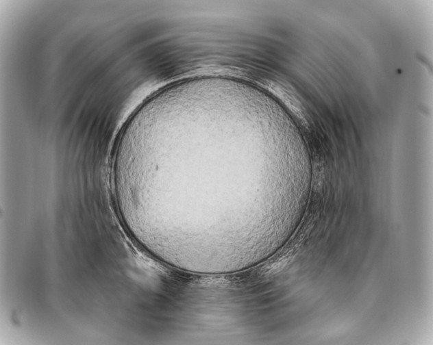 X0000096451094200802071806