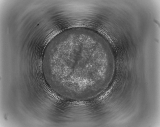 X0000096451121200802071805