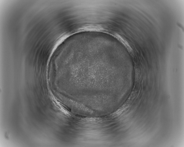 X0000096451240200802071804