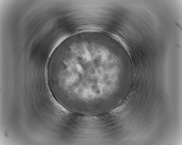 X0000096451243200802071804