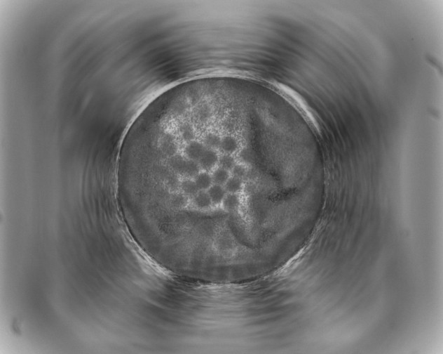 X0000096451244200802071804