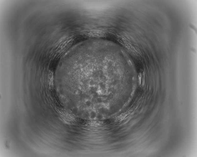 X0000096451251200802071803