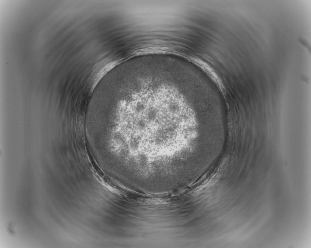 X0000096451337200802071802