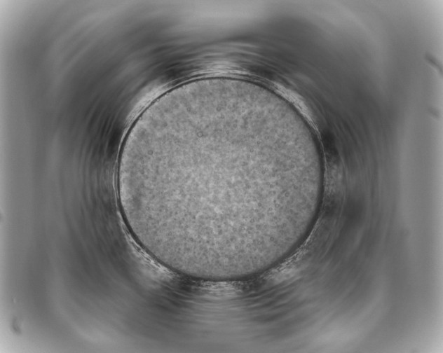 X0000096451338200802071802