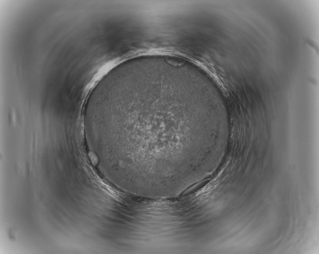 X0000096451367200802071801