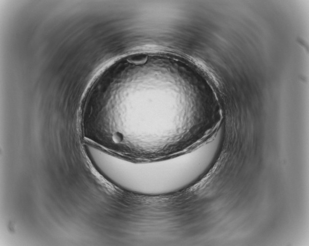 X0000096451421200802071801