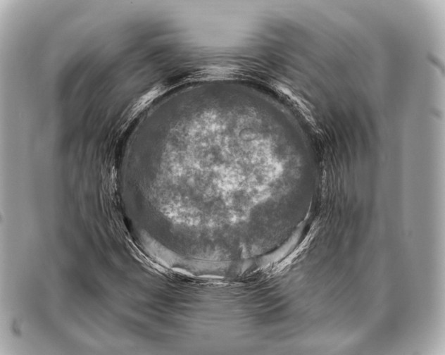 X0000096451449200802071800