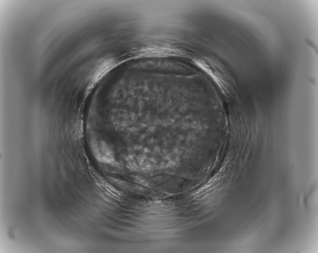 X0000096451459200802071800