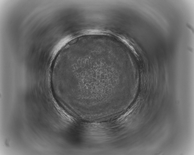 X0000096451463200802071800