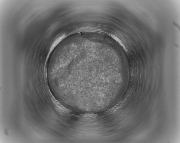 X0000096451466200802071800