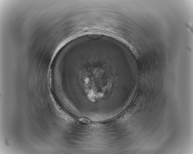 X0000096451522200802071800