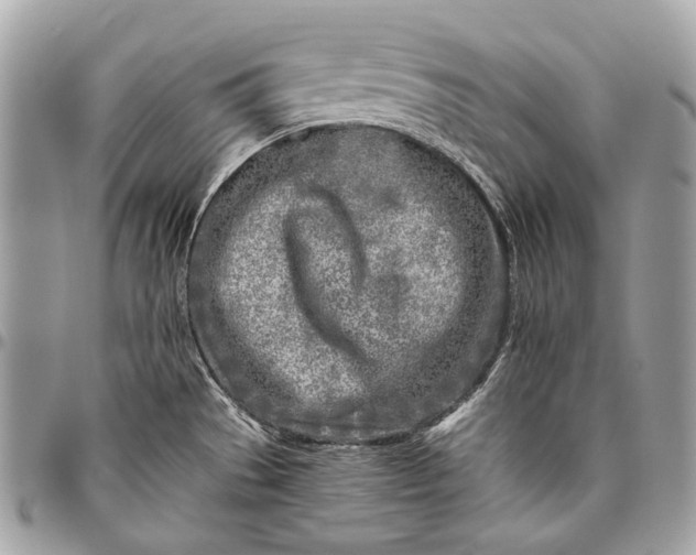 X0000096451529200802071800