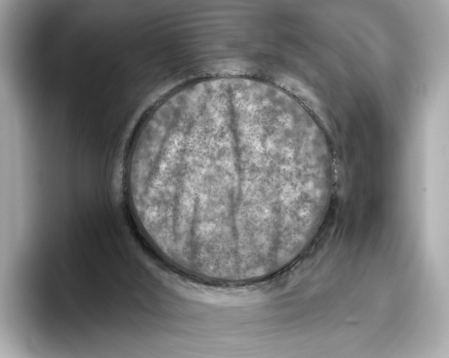 X0000096450012200802141521