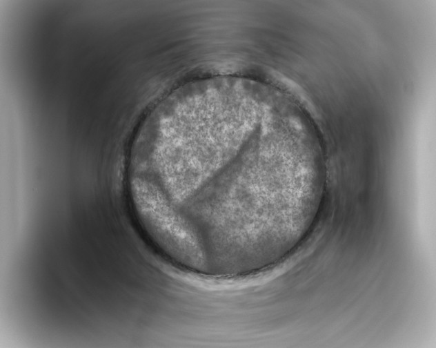 X0000096450018200802141521