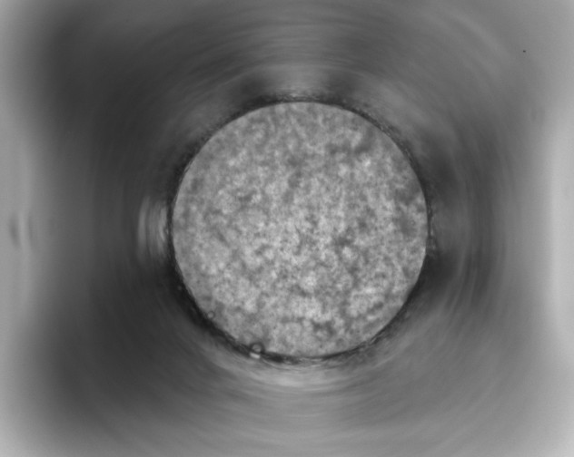 X0000096450024200802141521