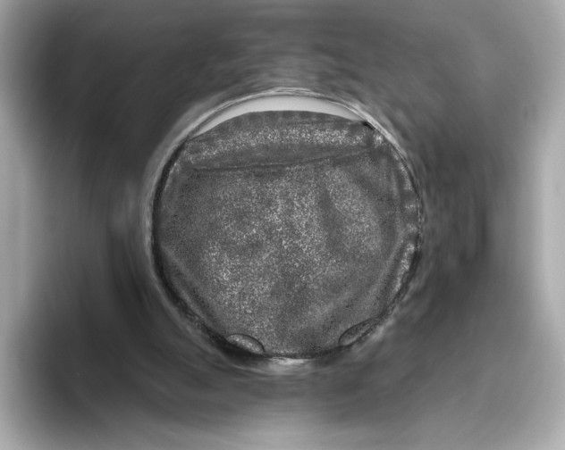 X0000096450055200802141520