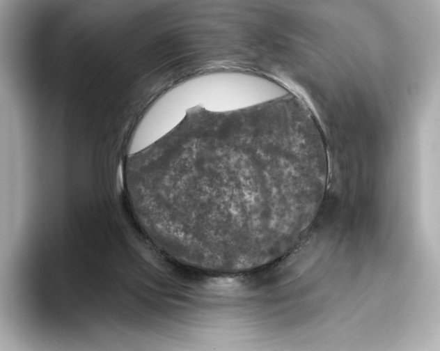 X0000096450061200802141520