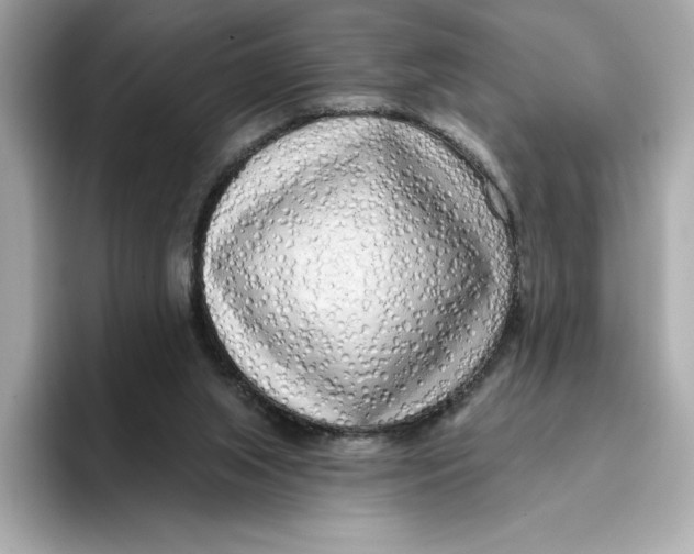 X0000096450063200802141520